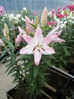 [1861 Camengo Mak No02.JPG]